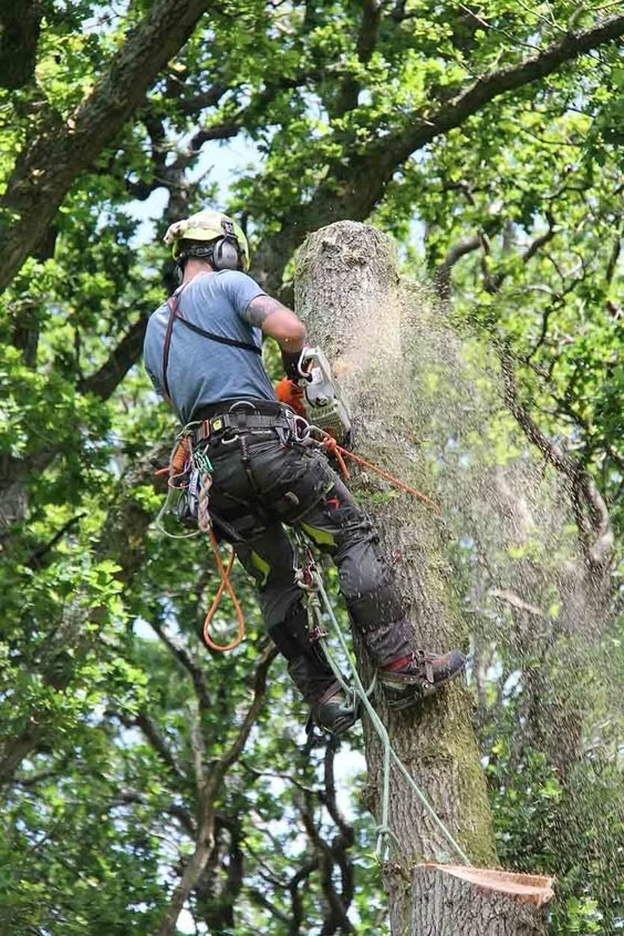 Harlow tree service in West Bloomfield Township
