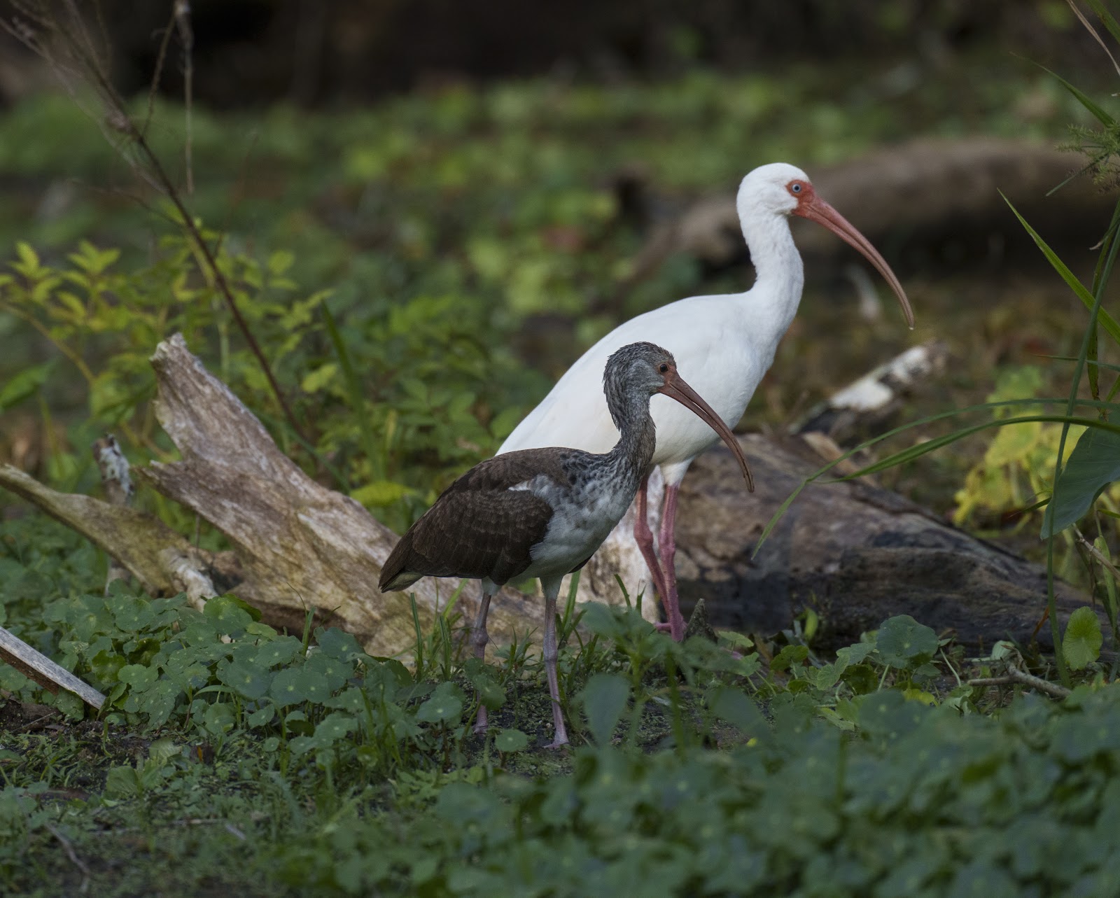 Newman Nature Photography in