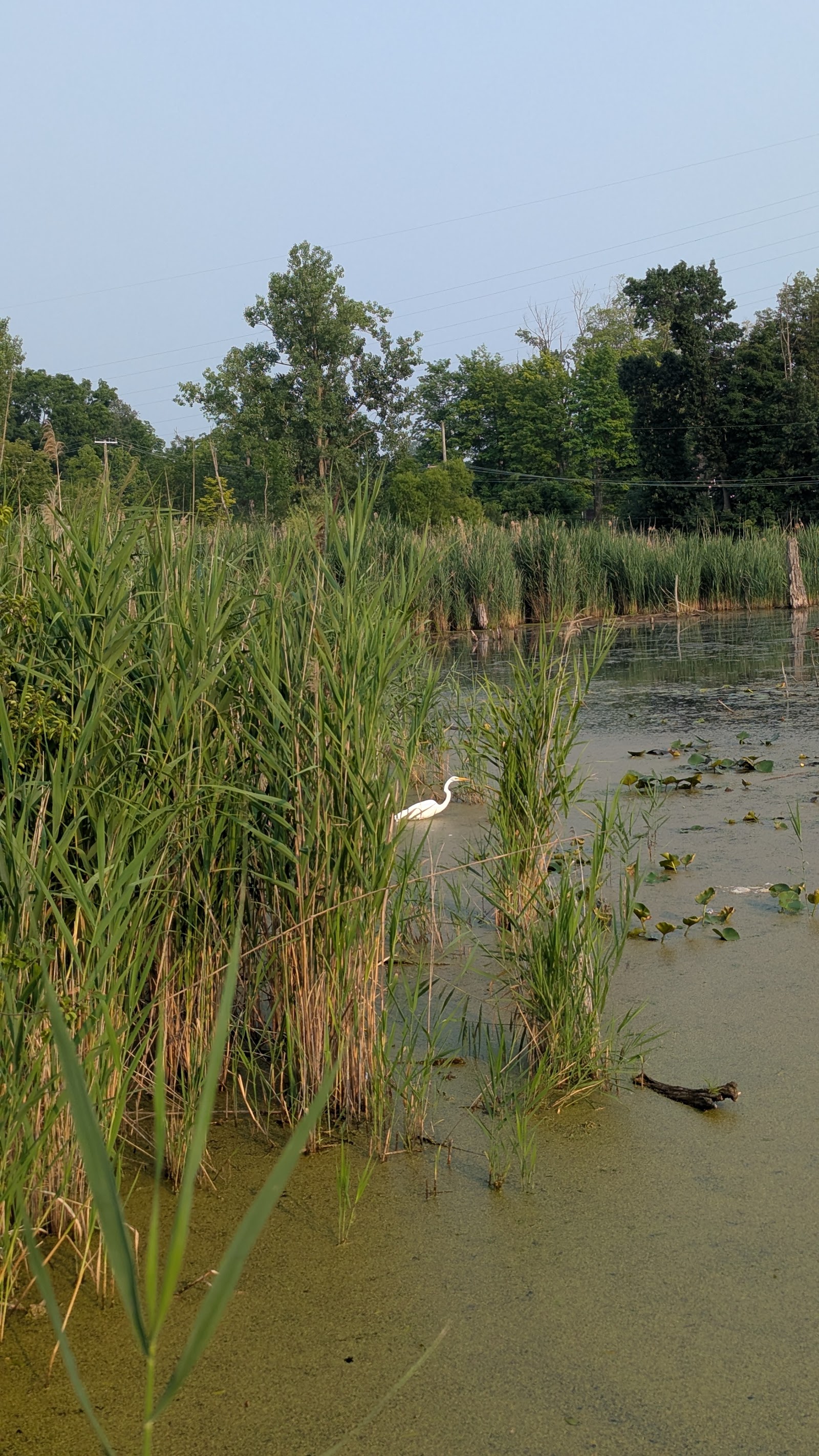 West Bloomfield Trail (Orchard Lake Rd. to Arrowhead Rd.) in